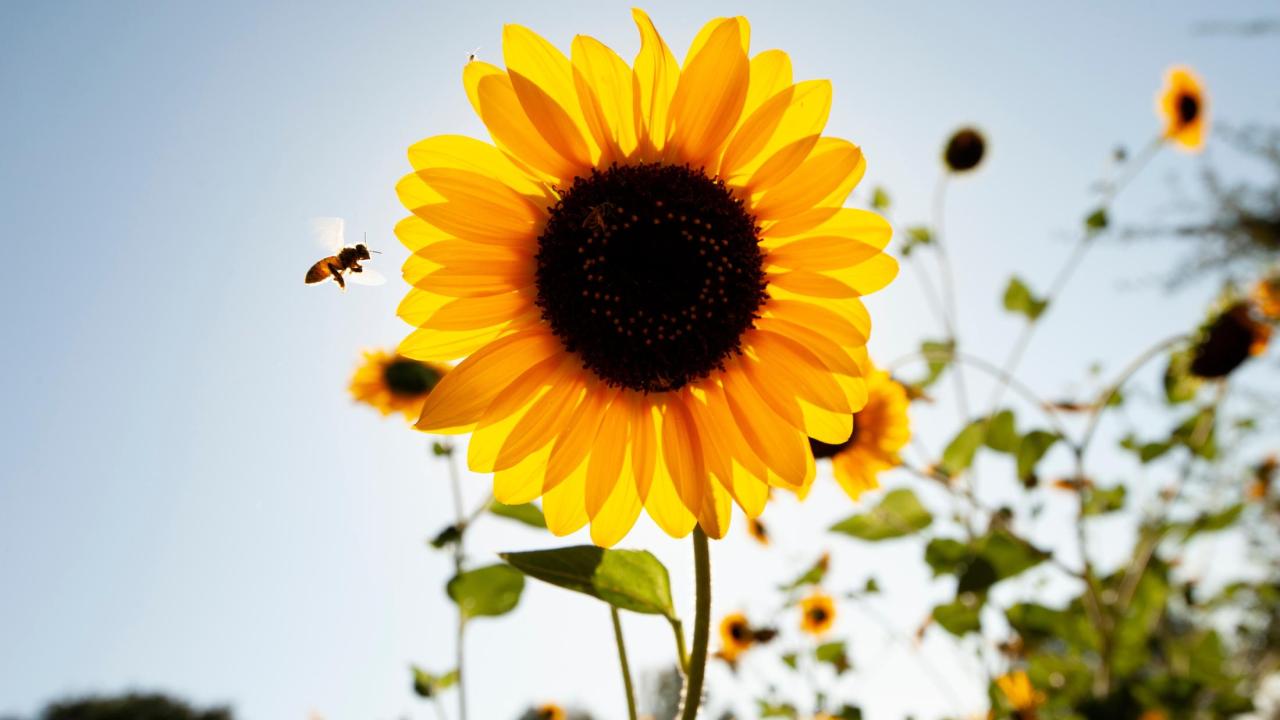 Sunflower